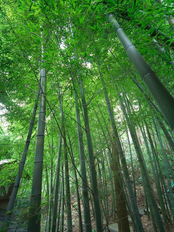Hakone Tokinoshizuku Hotel Ngoại thất bức ảnh Bamboo forest